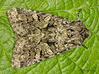  73.278 Barretts Marbled Coronet Copyright Martin Evans 