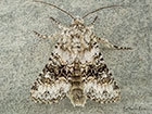  73.279 Broad-barred White Copyright Martin Evans 