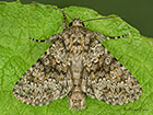  73.280 Small Ranunculus Copyright Martin Evans 