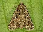  73.281 Lychnis Copyright Martin Evans 