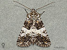  73.282 Varied Coronet Copyright Martin Evans 