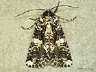  73.283 Marbled Coronet Copyright Martin Evans 