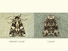  73.283 Marbled Coronet and Coronet Copyright Martin Evans 