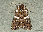  73.284 White Spot Copyright Martin Evans 