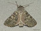  73.285 Grey Copyright Martin Evans 
