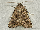  73.286 Tawny Shears Copyright Martin Evans 