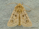 73.286 Tawny Shears Copyright Martin Evans 