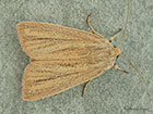  73.289 Striped Wainscot Copyright Martin Evans 