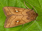  73.290 Brown-line Bright-eye Copyright Martin Evans 