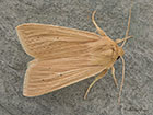  73.291 Common Wainscot Copyright Martin Evans 