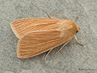  73.291 Common Wainscot Copyright Martin Evans 