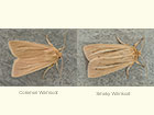  73.291 Common Wainscot and Smoky Wainscot Copyright Martin Evans 