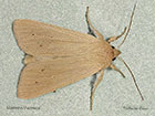  73.291 Common Wainscot f.favicolor Copyright Martin Evans 