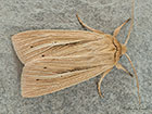 73.293 Smoky Wainscot Copyright Martin Evans 