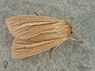  73.293 Smoky Wainscot female Copyright Martin Evans 