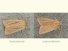  73.293 Smoky Wainscot and Common Wainscot Copyright Martin Evans 