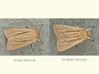  73.293 Smoky Wainscot and Southern Wainscot Copyright Martin Evans 
