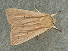  73.294 Southern Wainscot Copyright Martin Evans 
