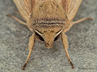  73.294 Southern Wainscot head Copyright Martin Evans 