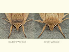 73.294 Southern Wainscot and Smoky Wainscot Copyright Martin Evans 