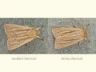  73.294 Southern Wainscot and Smoky Wainscot Copyright Martin Evans 