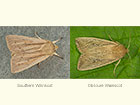  73.294 Southern Wainscot and Obscure Wainscot Copyright Martin Evans 