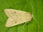  73.295 Delicate Copyright Martin Evans  