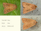  73.297 White-point and Clay Copyright Martin Evans 