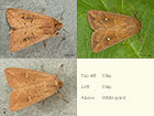  73.298 Clay and White-point Copyright Martin Evans 