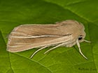  73.299 Shore Wainscot Copyright Martin Evans  