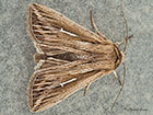  73.300 L-album Wainscot Copyright Martin Evans 