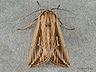  73.300 L-album Wainscot Copyright Martin Evans 