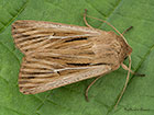  73.301 Shoulder-striped Wainscot Copyright Martin Evans  