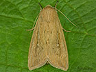  73.302 Obscure Wainscot Copyright Martin Evans 