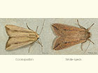  73.304 Cosmopolitan and White-speck Copyright Martin Evans 