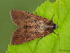  73.307 Pearly Underwing red form Copyright Martin Evans 