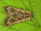  73.307 Pearly Underwing variagated form Copyright Martin Evans 