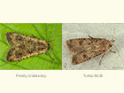  73.307 Pearly Underwing and Turnip Moth female Copyright Martin Evans 