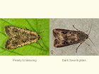  73.307 Pearly Underwing and Dark Swordg-rass Copyright Martin Evans 