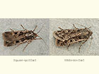  73.312 Square-spot Dart and White-line Dart Copyright Martin Evans 