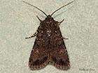  73.314 Garden Dart Copyright Martin Evans 
