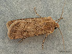 73.314 Garden Dart Copyright Martin Evans 