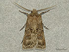  73.315 Great Dart Copyright Martin Evans 