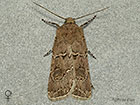  73.315 Great Dart female Copyright Martin Evans 