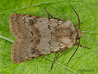  73.316 Light Feathered Rustic Copyright Martin Evans 
