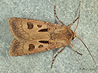  73.317 Heart and Dart Copyright Martin Evans 