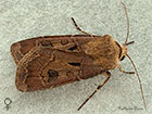  73.317 Heart and Dart female Copyright Martin Evans 
