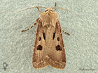  73.317 Heart and Dart female Copyright Martin Evans 