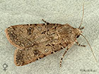  73.319 Turnip Moth female Copyright Martin Evans 