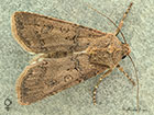  73.319 Turnip Moth female Copyright Martin Evans 